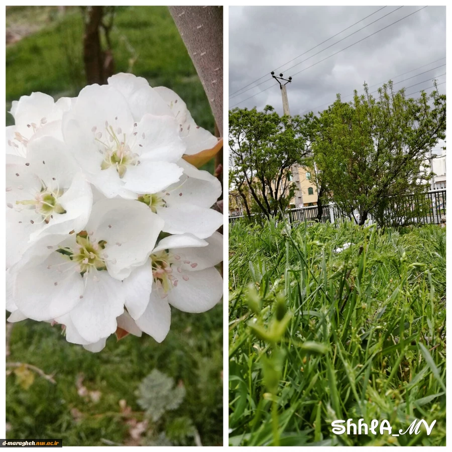بهار در آموزشکده 10